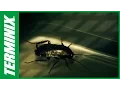 Pest Prevention Tips from Terminix