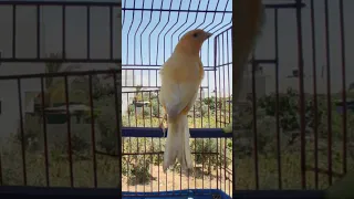 نداء انثى الكناري 