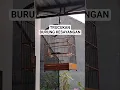 Download Lagu #shorts SUARA BURUNG TRUCUK GEMA #trending #trucukan #kicaumania #burungkicau #fyp