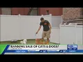 Lexington considers banning the selling of dogs and cats in stores