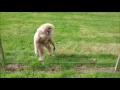 Download Lagu Gibbon freaks out over hedgehog
