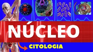 NÚCLEO CELULAR - EXPORTAÇÃO E IMPORTAÇÃO NUCLEAR - ENSINO SUPERIOR - TRANSPORTE PELO NÚCLEO