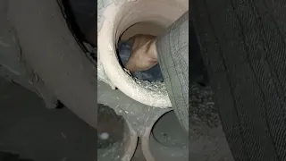 زغاليل الحمام البرى فى البرج عاملين قلق مش عارف جم منين 