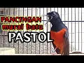 Download Lagu PANCINGAN MURAI PASTOL AGAR CEPAT BONGKAR ISIAN
