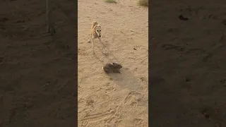 تدريب السلق على الصيد 