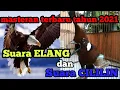 Download Lagu VIRALL....!!!!!!!!!!  MASTERAN SUARA BURUNG ELANG  \u0026 TEMBAKAN CILILIN TERBARU