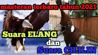 virall masteran suara burung elang u0026 tembakan cililin terbaru