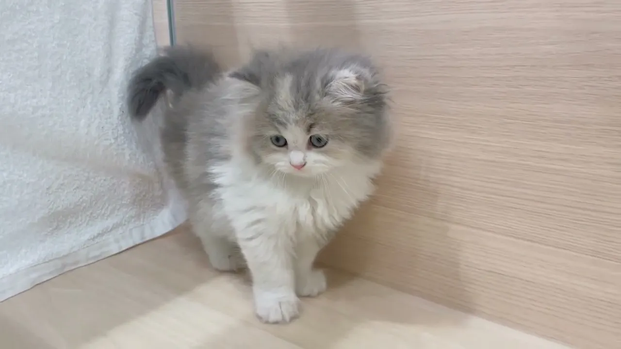 動画