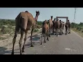 Download Lagu Camel ASMR: The Calming Sound of Camels Walking on a Road | The Soothing Sounds of Walking Camels