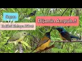Download Lagu Suara Pikat Sogon Ampuh Vs Kolibri Kelapa Ribut
