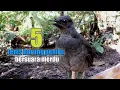 Download Lagu 5 jenis burung peniru bersuara merdu