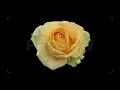 Dying "Peach Avalanche" Rose Stock Video