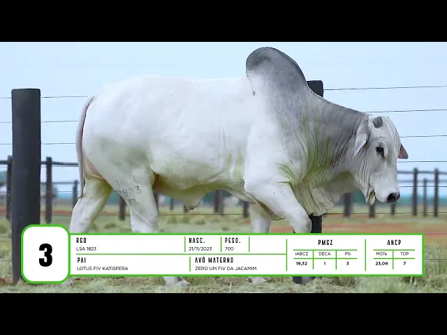 Touro Nelore LSA - 1823