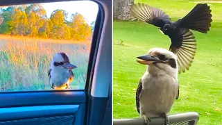 ozzy man reviews kookaburras