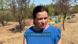 I nxehti po dëmton bletarinë, ndryshimet klimatike reduktojnë prodhimin e mjaltit