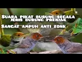 Download Lagu suara pikat burung prenjak kepala merah !!! prenjak lumut !! prenjak bambu!!! @MP3suarapikatburung