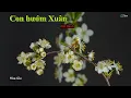 Download Lagu Hòa tấu - Con bướm Xuân