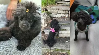 Lurka 8 år