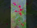 https://music.youtube.com/playlist?list=OLAK5uy_nAsQ89Ewk55kR27ph81YDJw9DPVysp_