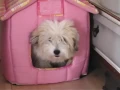 Very funny 5 month Coton De Tulear puppy