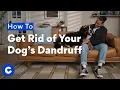 How to Get Rid of Your Dog s Dandruff Chewtorials