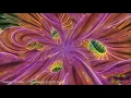 LoopSwirls (Younger Brother - Sonnambula Electronic)