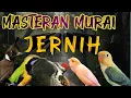 Download Lagu MASTERAN TERBAIK MURAI BATU FULL ISIAN MEWAH ROLL TEMBAKAN KASAR SUARA JERNIH MUDAH DITIRU MURAI
