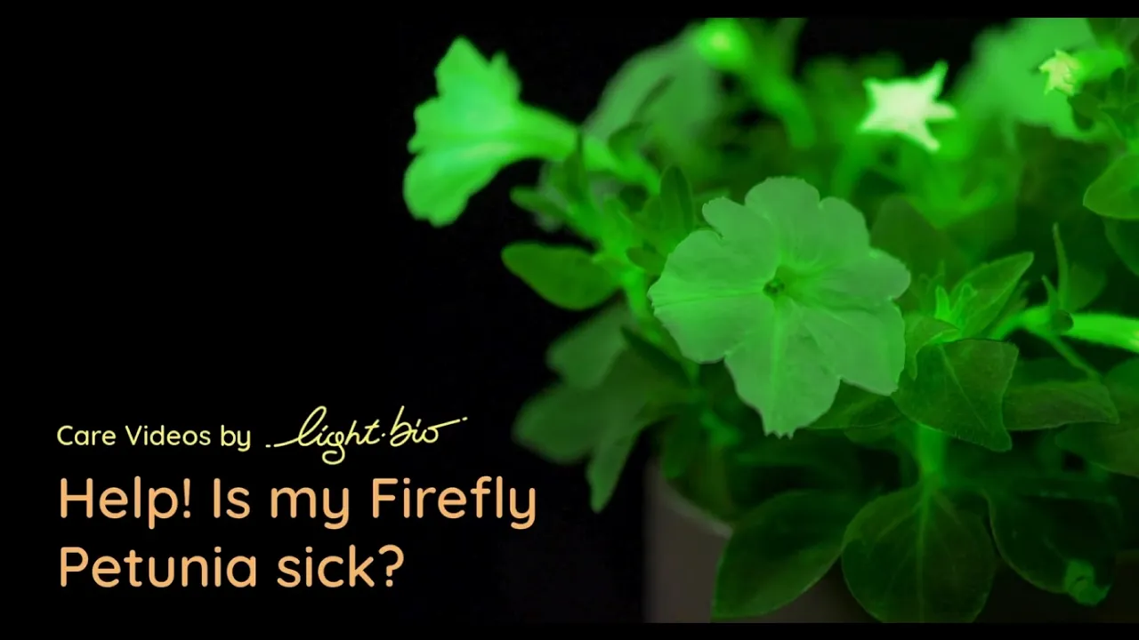 Light Bio — Firefly Petunia Care: Identifying Nutrient Issues (YouTube video ad)