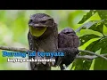 Download Lagu Jadi burung ini yang sering bunyi dini hari di belakang rumah