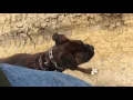 Roxie The Boxer Field Trip New Environments Dog Training 2017 Houston Tx