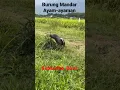 Download Lagu Burung mandar mencari suara pikat, mandar jantan protective wilayah #shorts #ayamayaman #waterhen