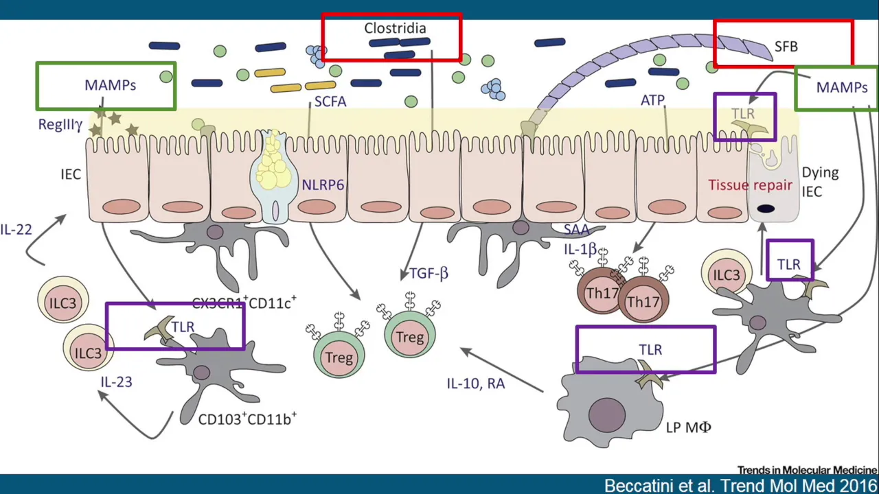 5/17/2019 It's a Gut Feeling: The Microbiome in Inflammatory Disease