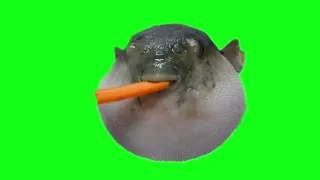 Pufferfish meme green screen No link use YT TO MP4