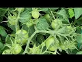 Download Lagu How to plant open field Tomatoes