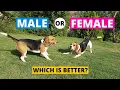 Male vs Female Beagle Which Should You Choose