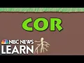 Word Roots Cor