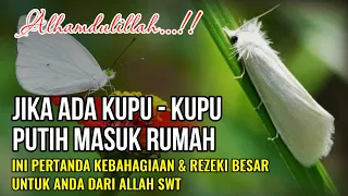 Download ALHAMDULILLAH !! JIKA ADA KUPU KUPU PUTIH MASUK RUMAH, INI PERTANDA KEBAHAGIAAN \u0026 REZEKI DARI ALLAH MP3