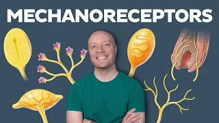 How Your Skin Senses Touch - Mechanoreceptors Physiology