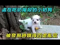 Download Lagu 爬山途中偶遇一隻失去狗媽的小奶狗，被發現時餓得四處亂竄，好在遇到善良小哥暖心投餵，如今的它終於迎來了新生！