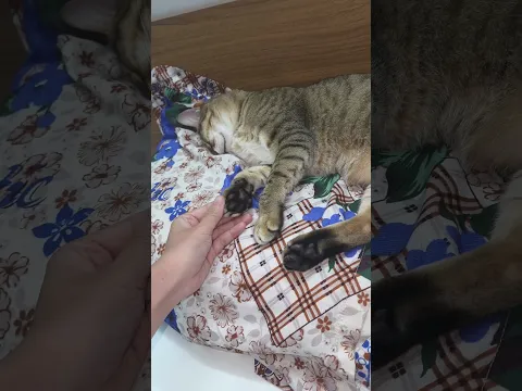 khế thúi gác tay lên mặt chủ #khethui #cat