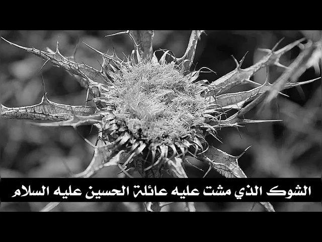 ⁣هذا هو الشوك الذي مشت عليه عائلة الحسين عليه السلام