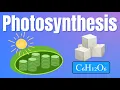 How Plants Make Food The Science of Photosynthesis Explained