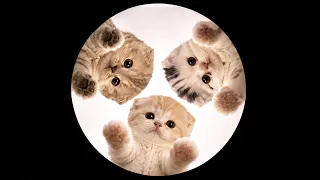 Three Kittens dancing to Bemax - Basin Boret / Pasing Goreng [AMV]