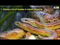 What does Lots of Snakes in dream Meaning | Dreaming of Lots of Snake | Many Snakes dream meaning