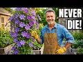 9 Low-Maintenance Clematis Varieties for Endless Blooms All Summer