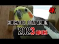 Lagu 4K Cockatiel Companion 3 Hours of Birds for your Cockatiel.