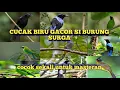 Download Lagu suara pikat cucak biru yang paling ampuh