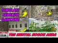 Download Lagu SIMULASI LOMBA SOGON‼️TERAPI SOGON TROTOL AGAR CEPAT GACOR