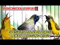 Download Lagu CRET CRET.. PANCINGAN SOGON GACOR NGLEPER MEMANGGIL LAWAN‼SOGON GACOR SPESIALIS PENJEBOL EMOSI LAWAN MP3