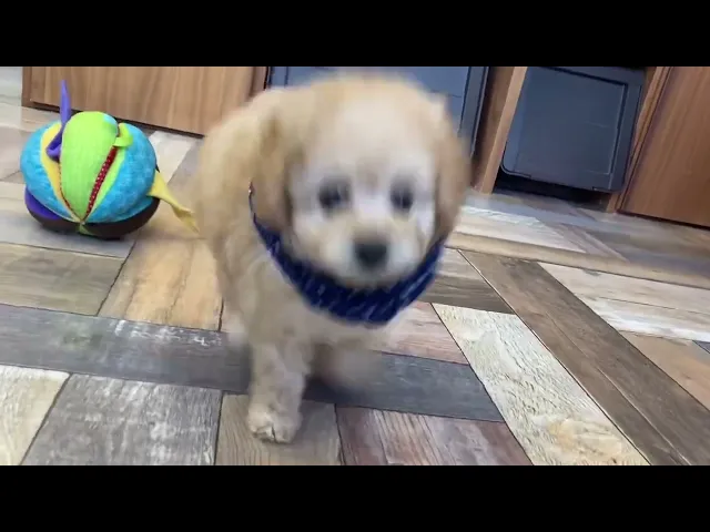 動画